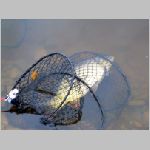 Purkarec  27.10.2008  7-39-46.JPG